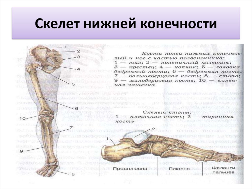 Анатомия нижней конечности человека. Скелет костей нижних конечностей отделы. Схема костей нижних конечностей. Скелет нижней конечности биология 8 класс. Скелет свободных нижних конечностей схема.