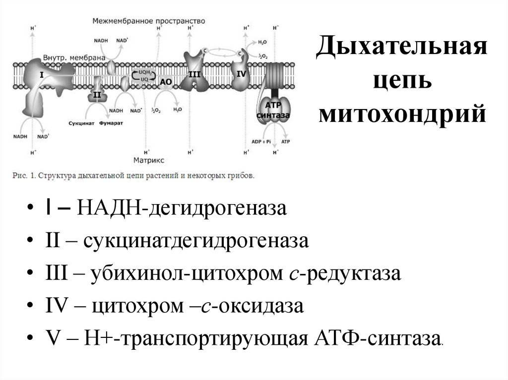 Цепи митохондрий. Расположение цитохромов в дыхательной цепи. Структурная организация полной дыхательной цепи в митохондриях. Расположение ферментов дыхательной цепи в мембране митохондрий.