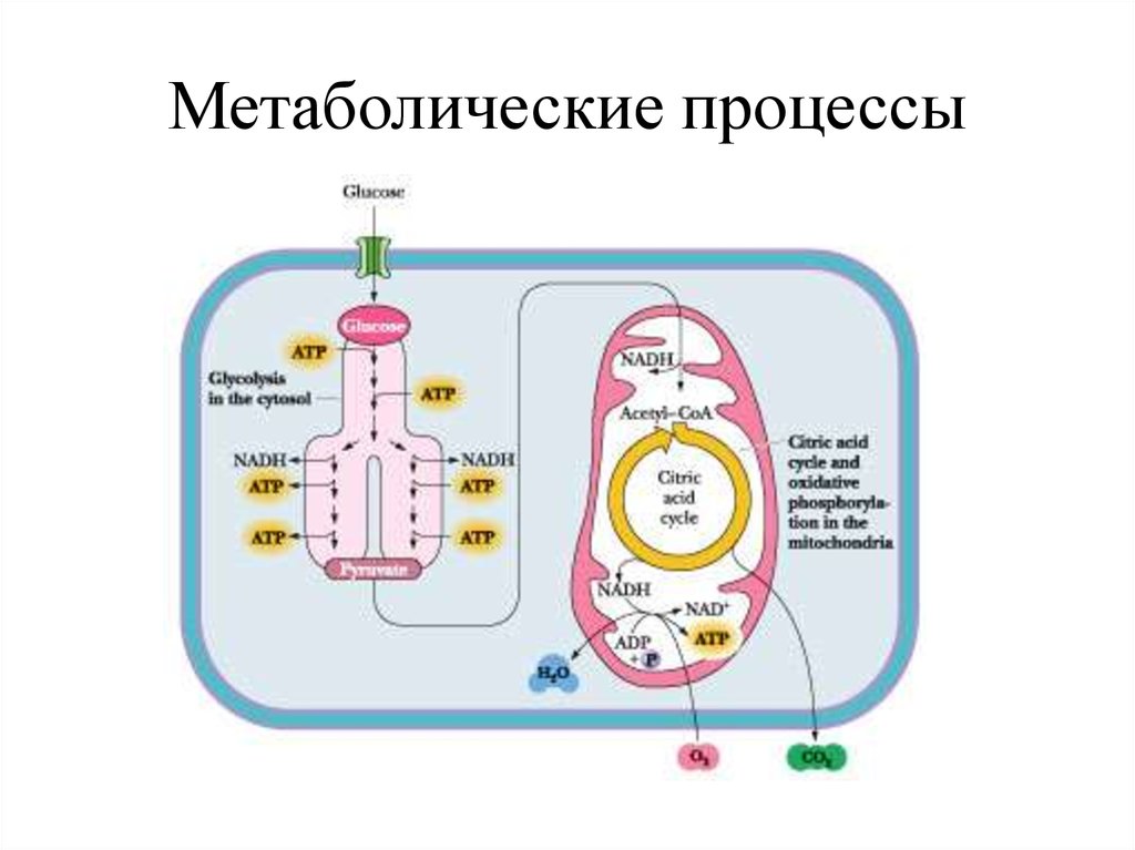 Основной процесс клеточного обмена. Метаболические процессы. Метаболический процессыметаболический.