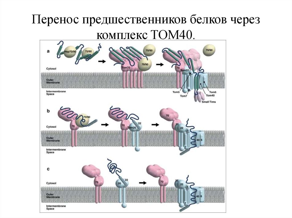 Комплекс через