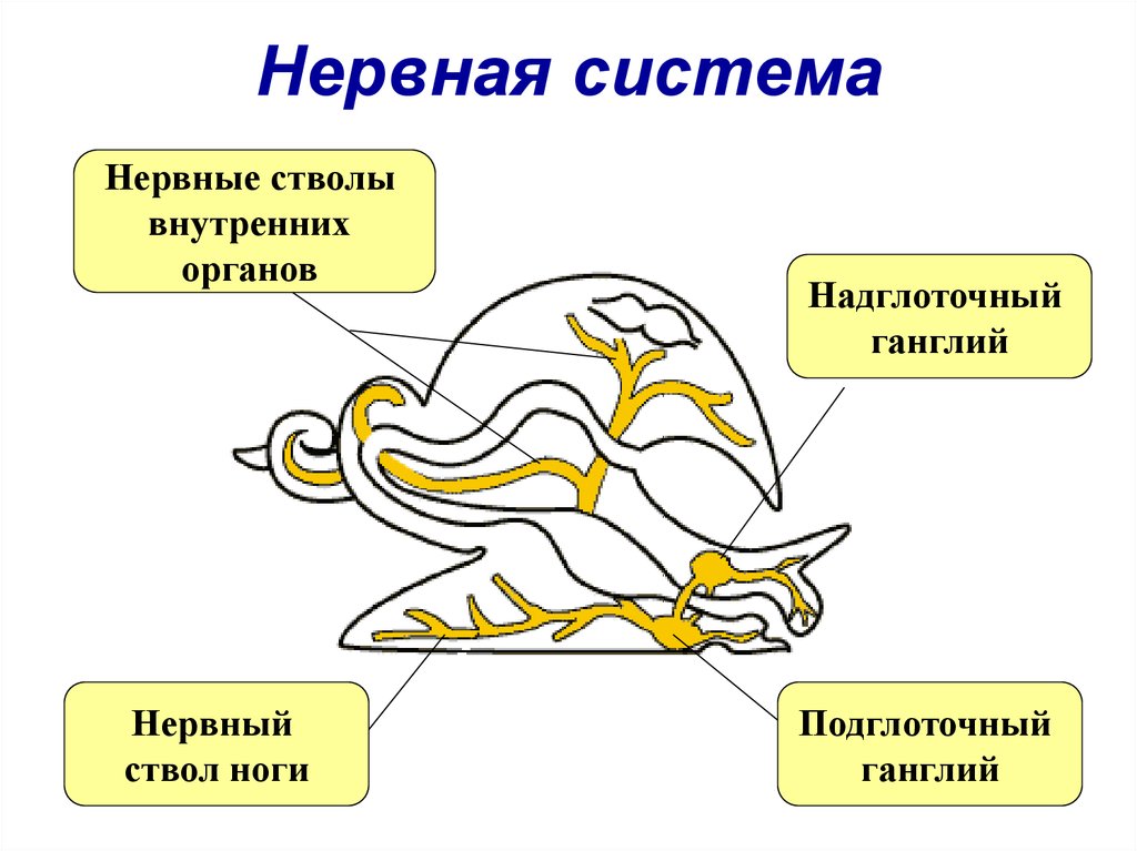 Схема строения брюхоногого моллюска