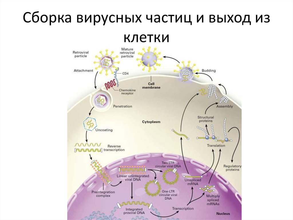 Выход частиц