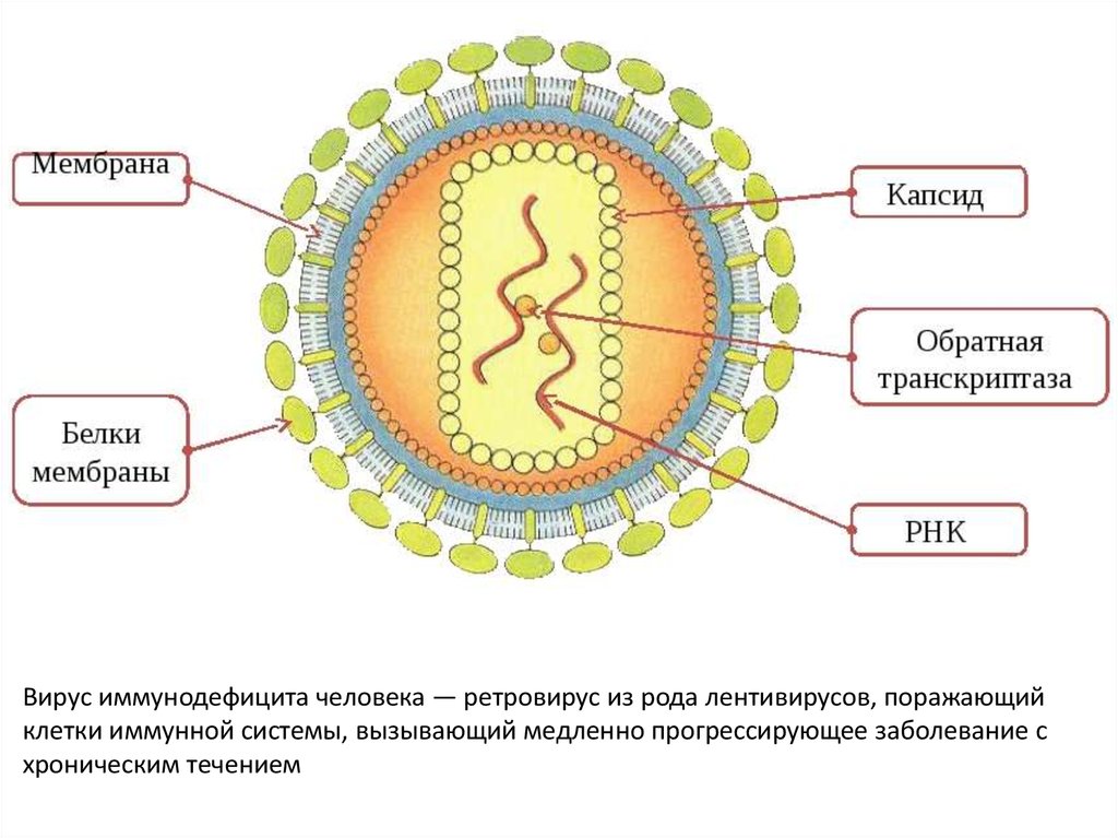 Клетка иммунодефицита. Строение ВИЧ вируса схема. Схема строения вириона ВИЧ. ВИЧ структура вириона. Схема строения вируса иммунодефицита человека.