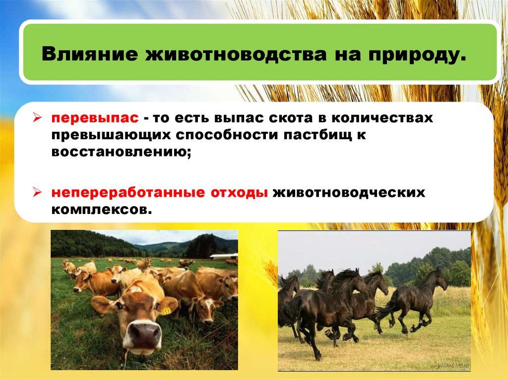 Хозяйство пути. Влияние животноводства на окружающую среду. Влияние животноводства на природу. Экологические проблемы животноводства. Отрицательное влияние животноводства на природу.