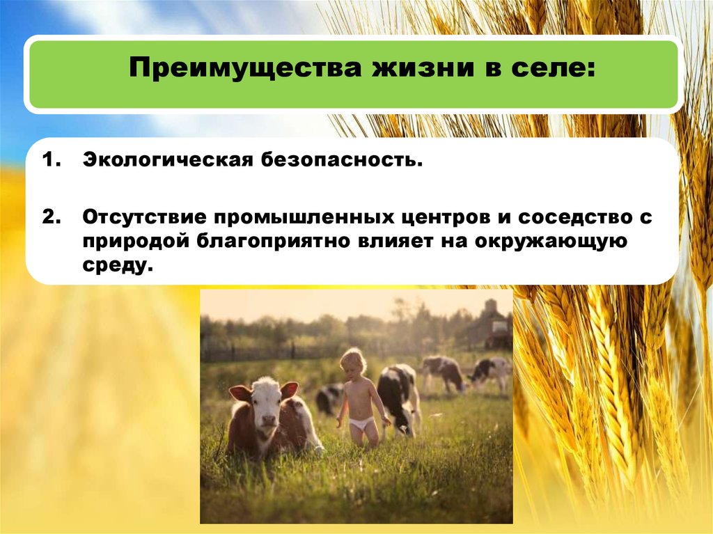 Основная проблема земледелия. Сельская среда обитания человека. Экология животноводства. Сельское хозяйство для презентации. Экология сельского хозяйства.