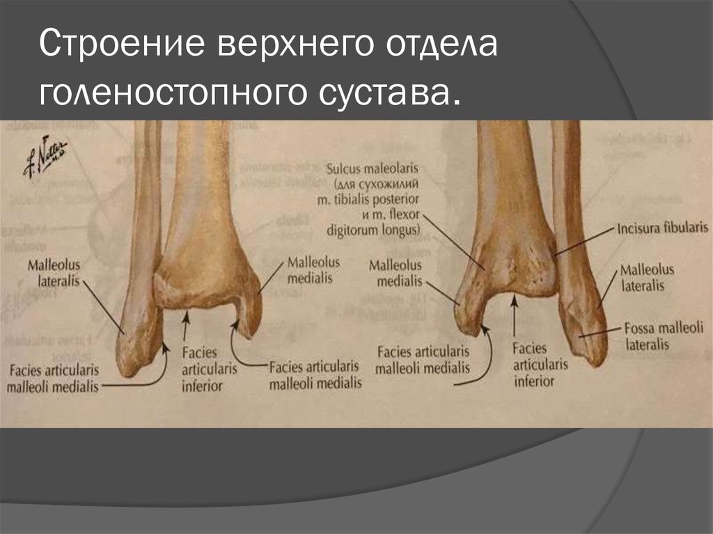 Голеностопный сустав относится к суставам. Кости голеностопного сустава анатомия. Голеностопный сустав анатомия строение кости. Строение сустава лодыжки. Строение верхнего отдела голеностопного сустава..