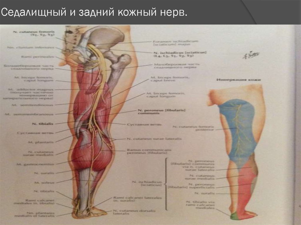 Нервы седалищный бедренный. Бедренный и седалищный нерв анатомия. Задний кожный нерв. Задний кожный нерв бедра. Седалищный нерв анатомия.