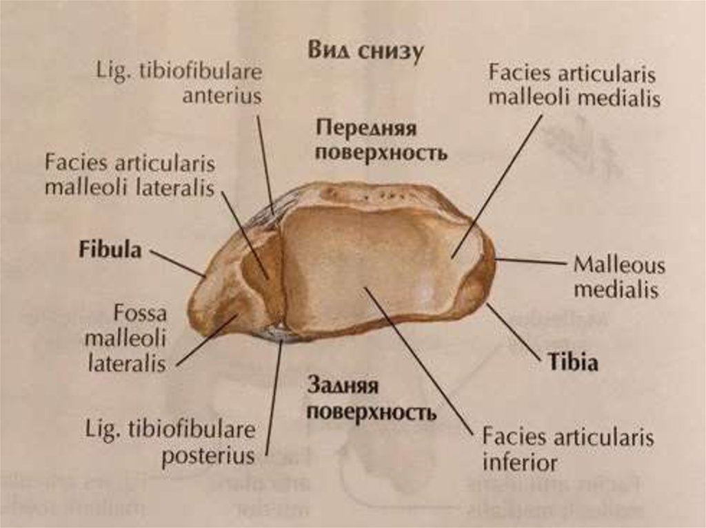 Inferior перевод. Articularis. Facies articularis inferior Tibia. Фациес артикулярис. Facies articularis posterior dentis анатомия.