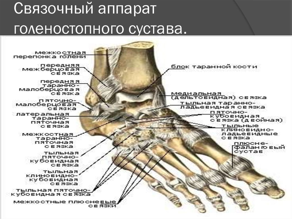 Голеностопный сустав образован костями. Голеностоп сустав анатомия кости. Таранная кость сустав. Голеностопный сустав анатомия строение кости. Голеностопный сустав анатомия строение связки.