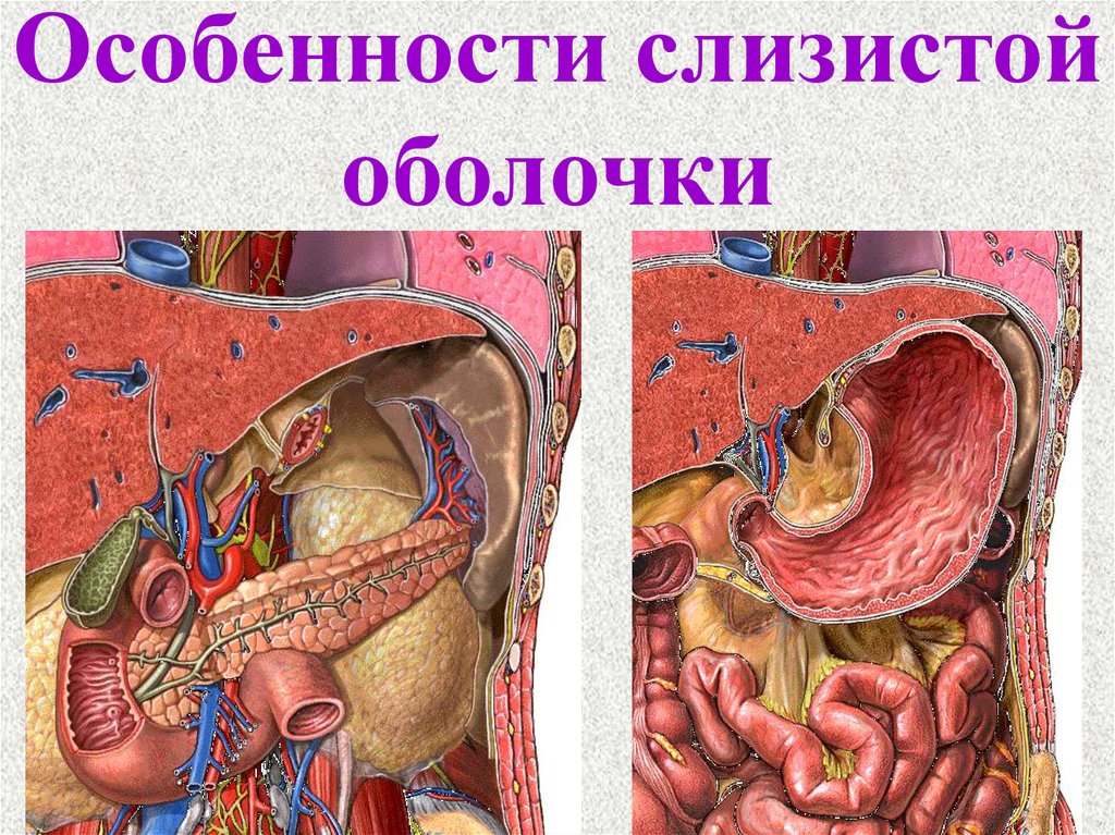 Особенности слизистой оболочки