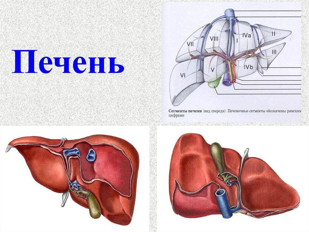 Печень по сегментам картинки