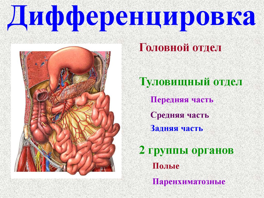 Презентация гигиена пищеварительной системы