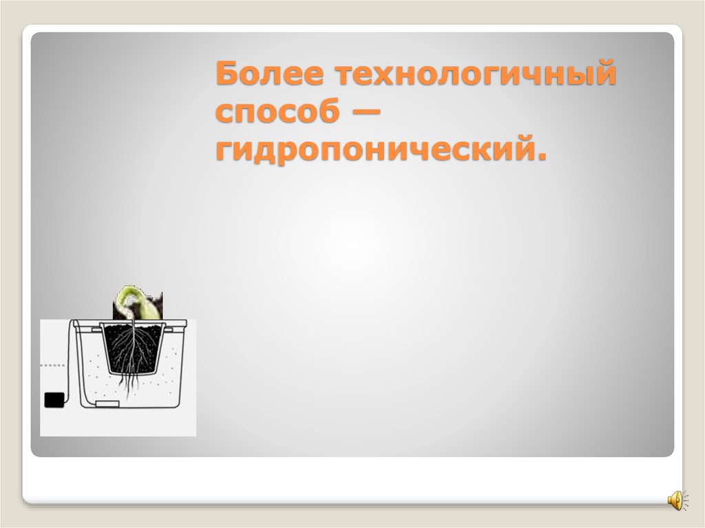 Более технологичный способ — гидропонический.