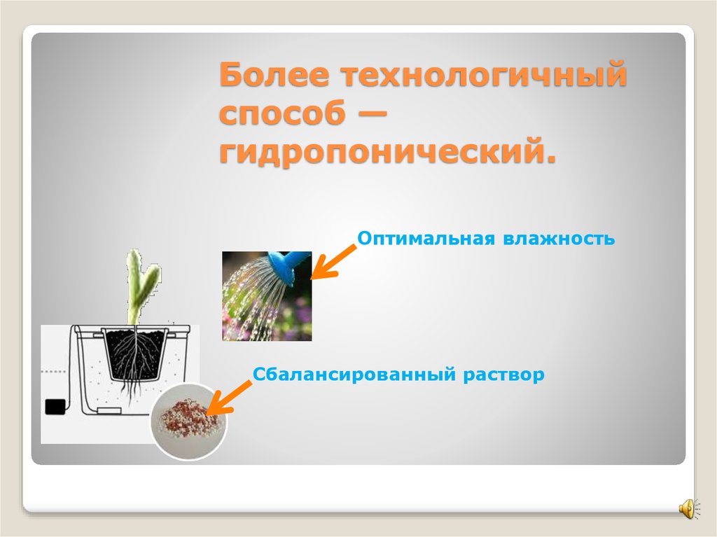 Более технологичный способ — гидропонический.