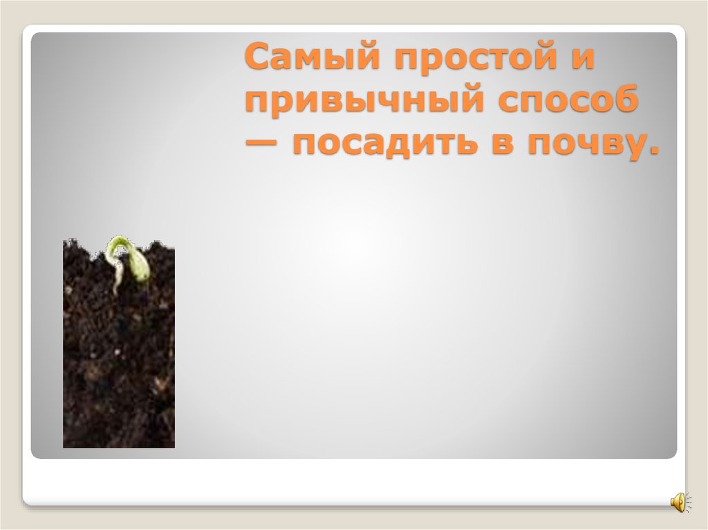 Самый простой и привычный способ — посадить в почву.