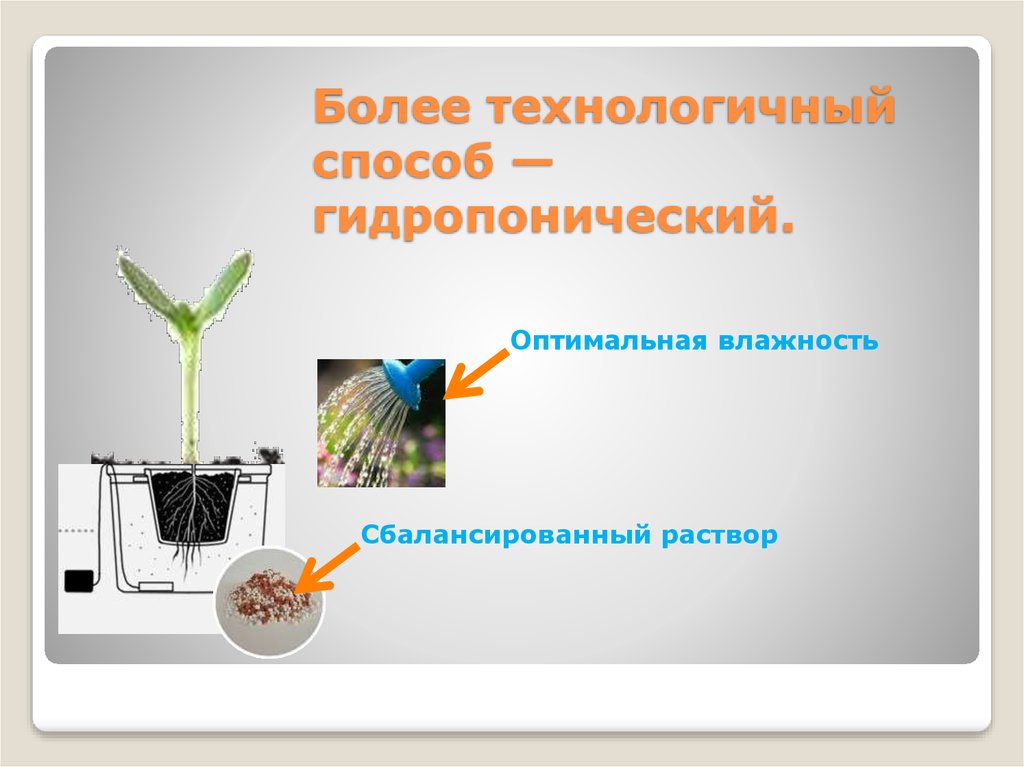 Более технологичный способ — гидропонический.