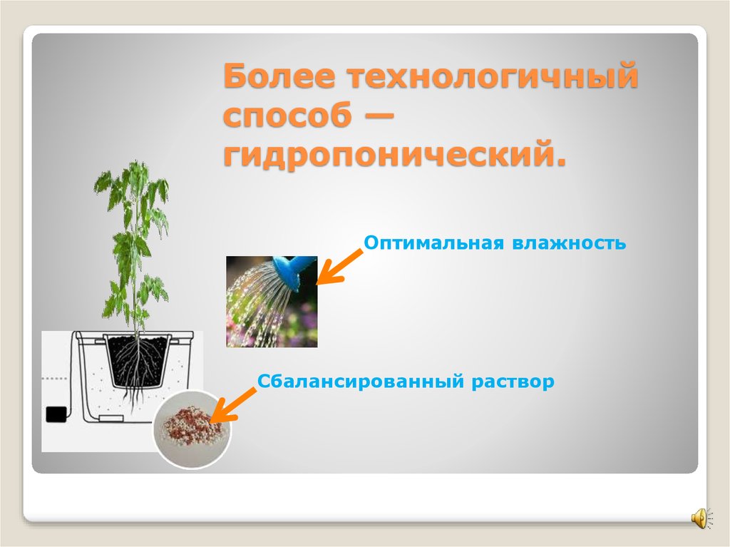 Более технологичный способ — гидропонический.