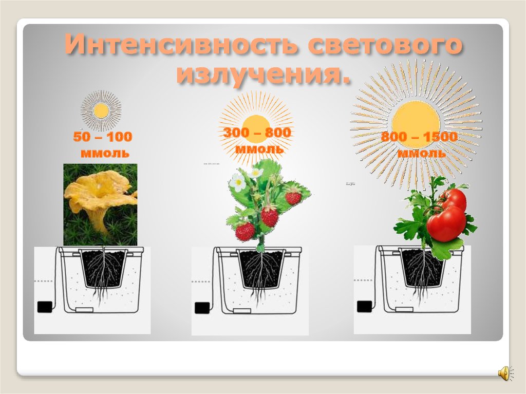 Как вырастить растение - презентация онлайн