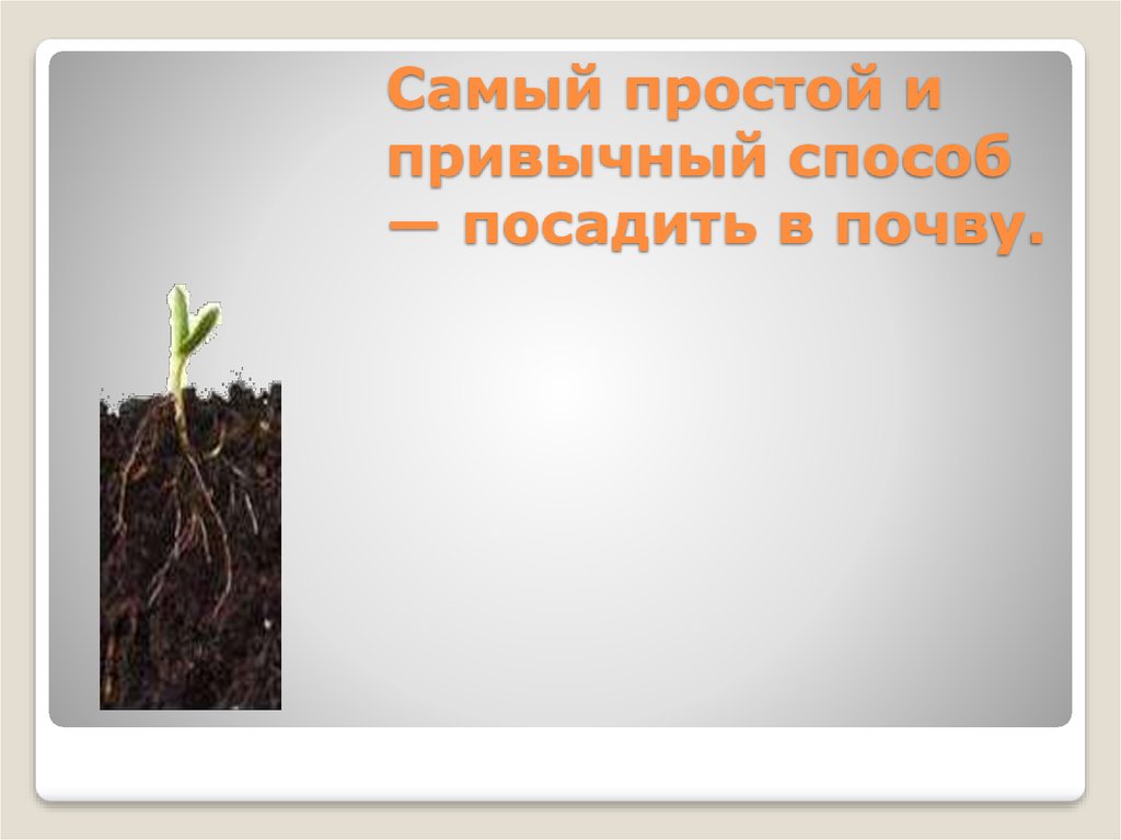 Самый простой и привычный способ — посадить в почву.