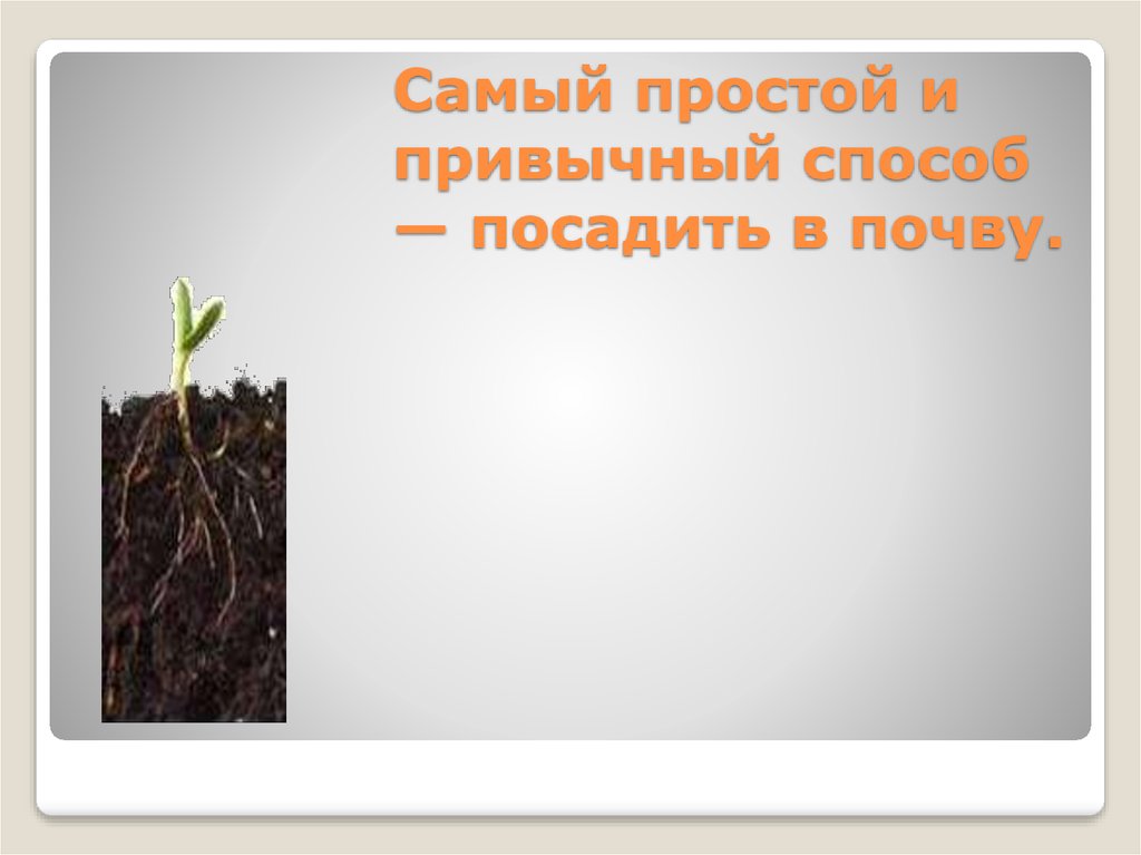 Самый простой и привычный способ — посадить в почву.