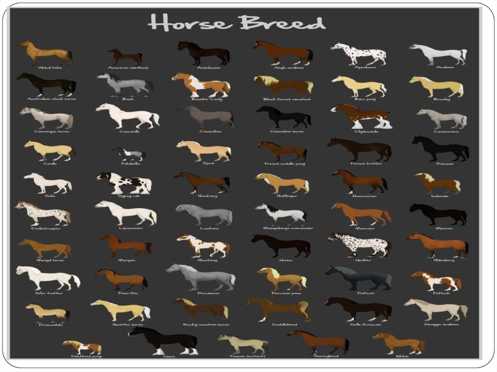 Horse breed - презентация онлайн