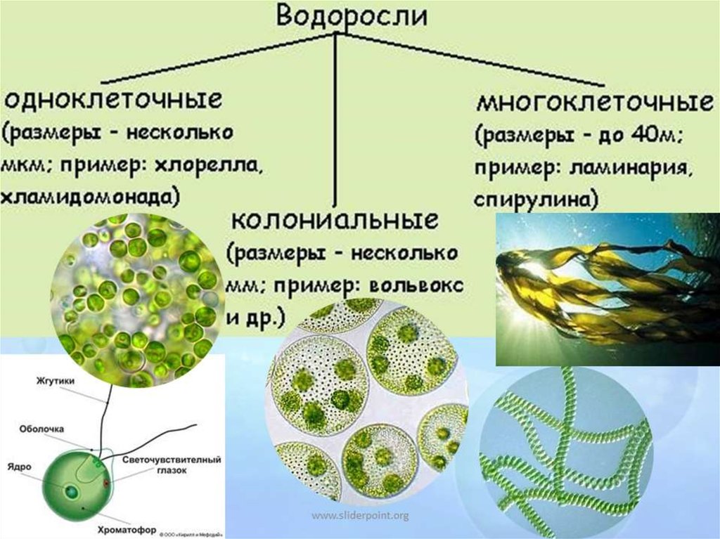 5 примеров водорослей. Зеленые водоросли одноклеточные колониальные многоклеточные. Одноклеточные водоросли 6 класс биология. Одноклеточные водоросли 5 класс биология. Одноклеточные и многоклеточные водоросли таблица.