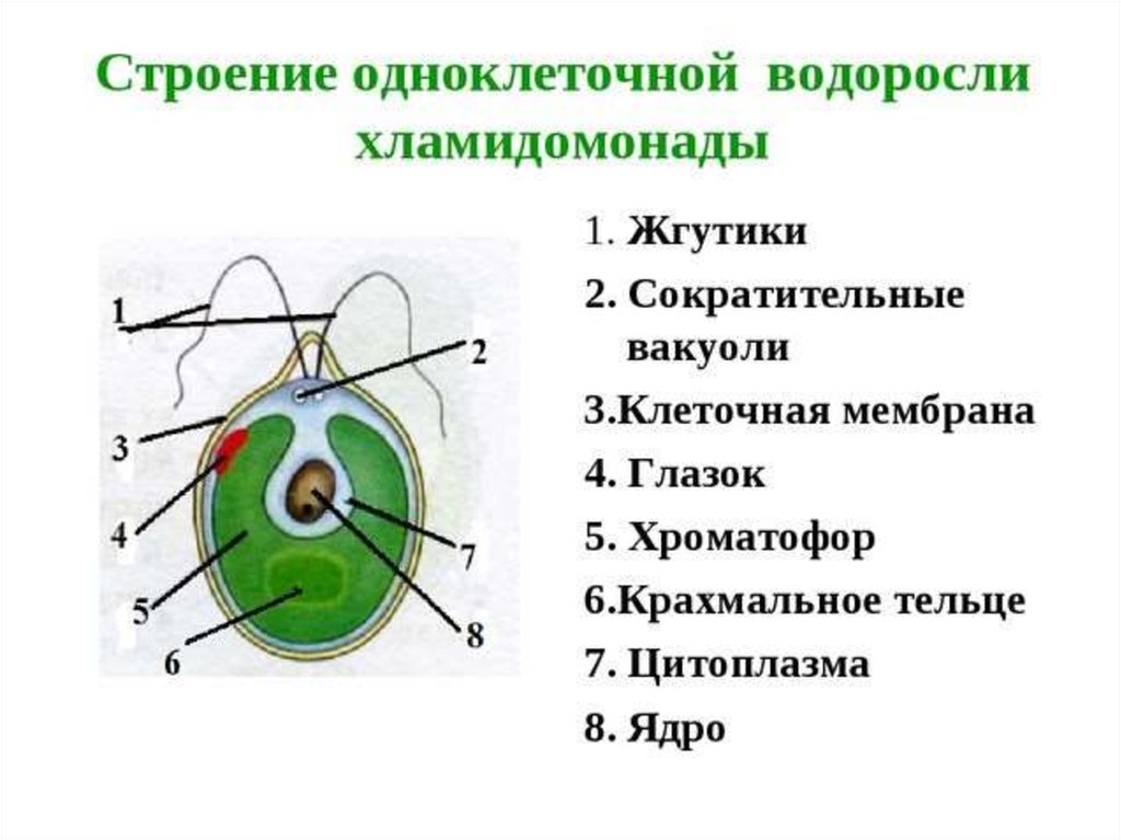 Используя рисунок процесса размножения хламидомонады объясните в чем сущность