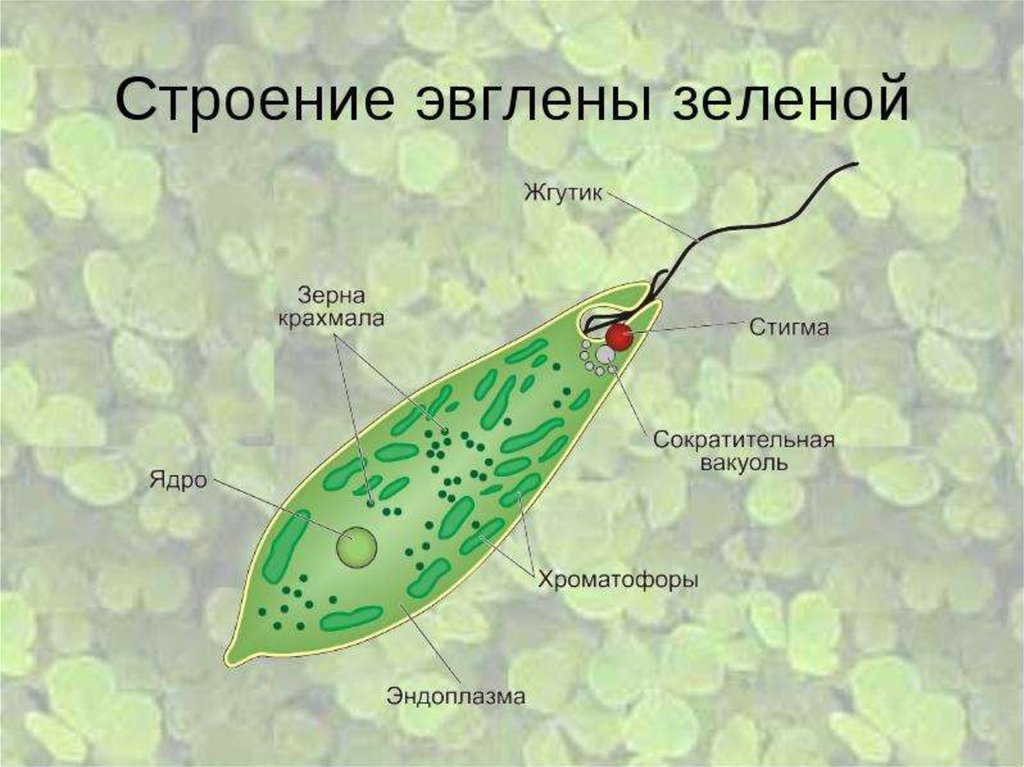 Хлорофиллы эвглены зеленой. Эвглена под микроскопом строение. Эвглена зеленая строение стигма. Эвглена зеленая строение одноклеточных. Структуры клетки зелёной эвглены.