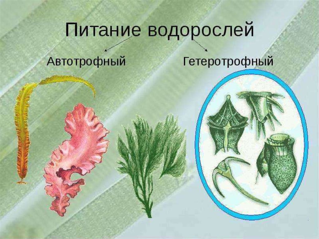 Водоросли общая характеристика 5 класс биология презентация сивоглазов