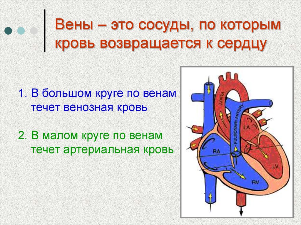 Какая кровь содержится в правой половине сердца. Сосуды по которым течет артериальная кровь. По каким сосудам течет артериальная кровь в сердце. Сосуды по которым течет венозная кровь. Сосуды по которым течёт арт.