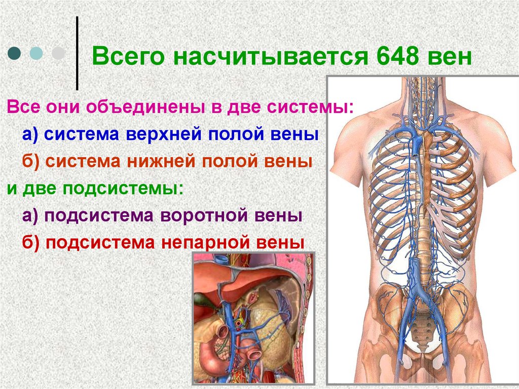 Презентация венозная система человека