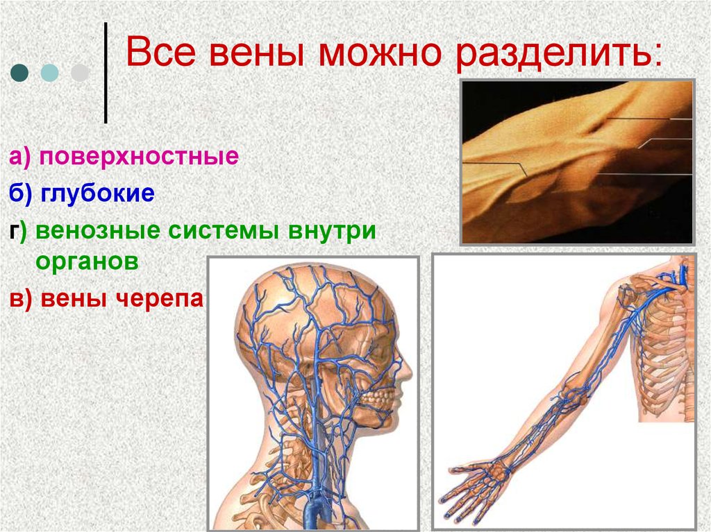 Венозная система человека фото