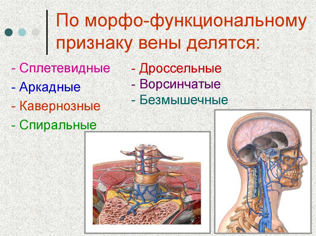 Венозное симптомы. Венозная дисгемия по позвоночным сплетениям.