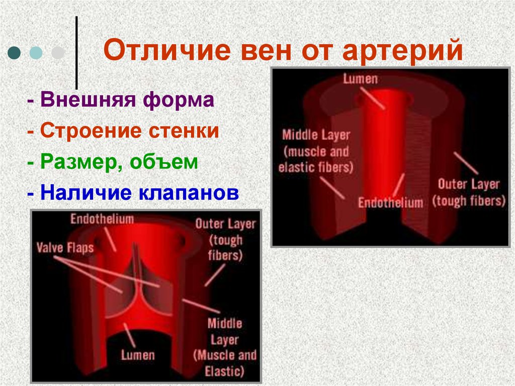 Чем отличается артерия от вены