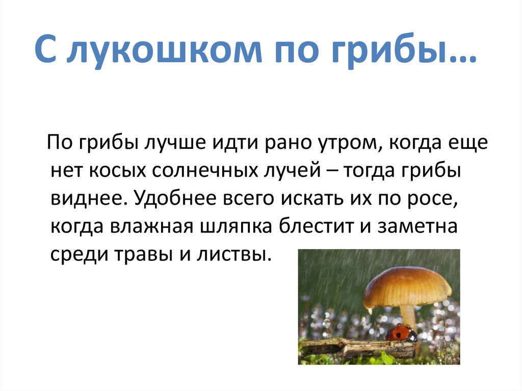 Пословица со счастьем хорошо по грибы ходить. Ходить по грибы. Вопросы по грибам. Со счастьем хорошо по грибы. Почему за грибами рано.