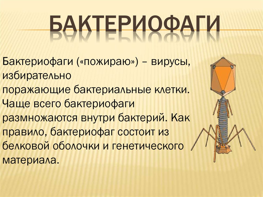 Бактериофагия