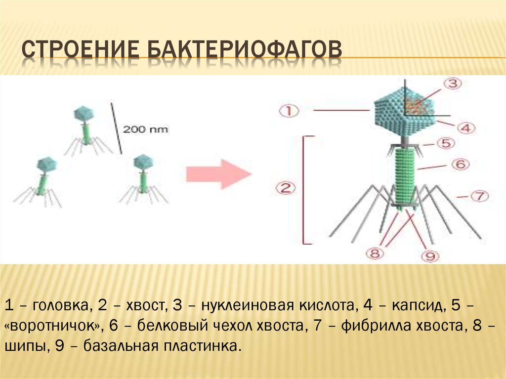 Особенности строения бактериофага