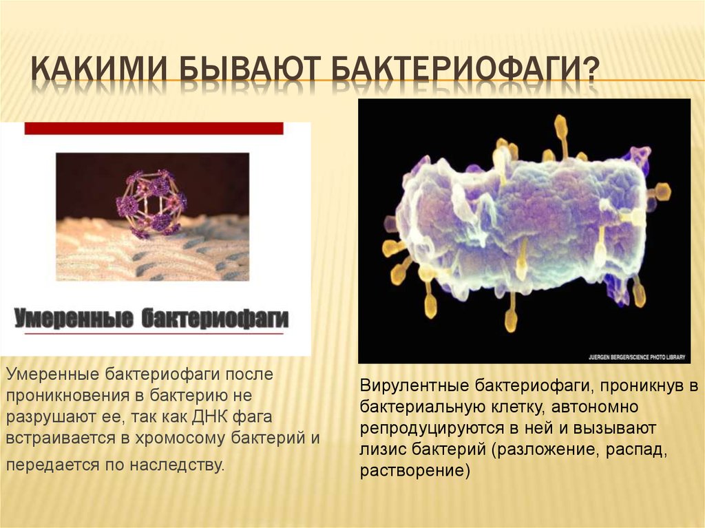 Внеклеточные организмы примеры