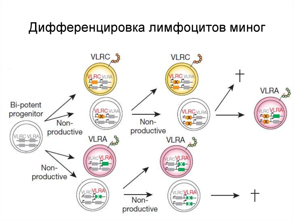 Схема дифференцировки т лимфоцитов