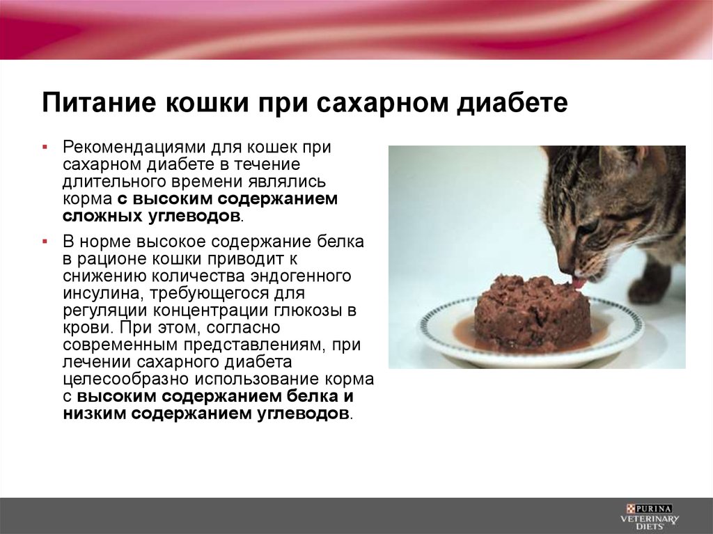 Сахар крови у кошки. Кошки при сахарном диабете. Натуральное питание для кошек диабетиков. Сахарный диабет у кошек питание.
