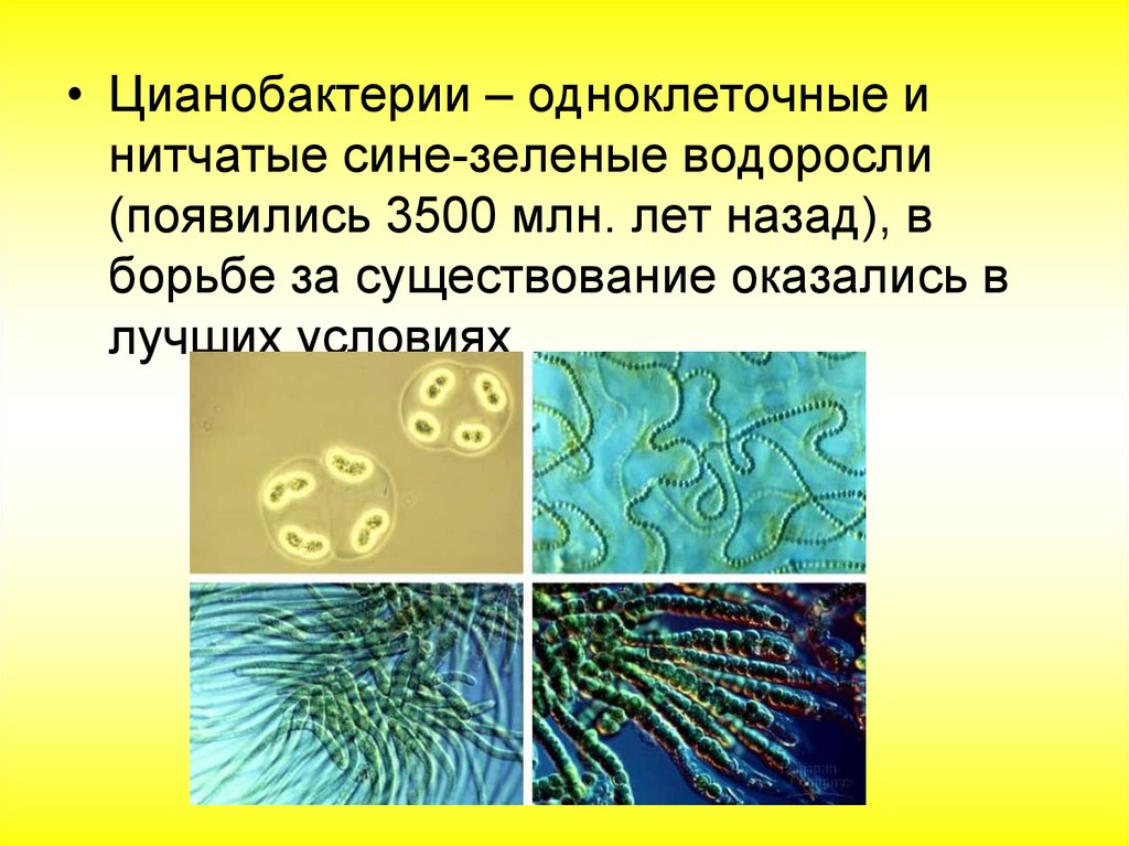 Группы организмов цианобактерии. Синезеленые цианобактерии. Синезелёные водоросли цианобактерии. Цианобактерии сине-зеленые водоросли. Цианобактерии бактерии 5 класс биология.