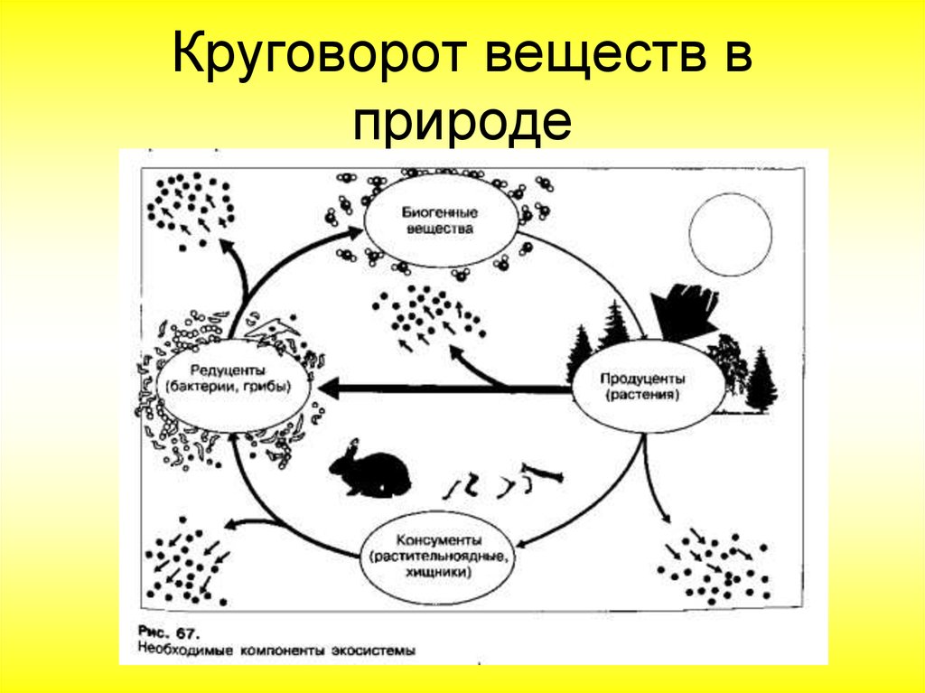 Круговорот веществ в природе 9 класс биология. Круговорот веществ в природе схема биология. Модель демонстрирующая круговорот веществ в природе. Схема основные циклы веществ. Круговорот органических и неорганических веществ в биосфере.