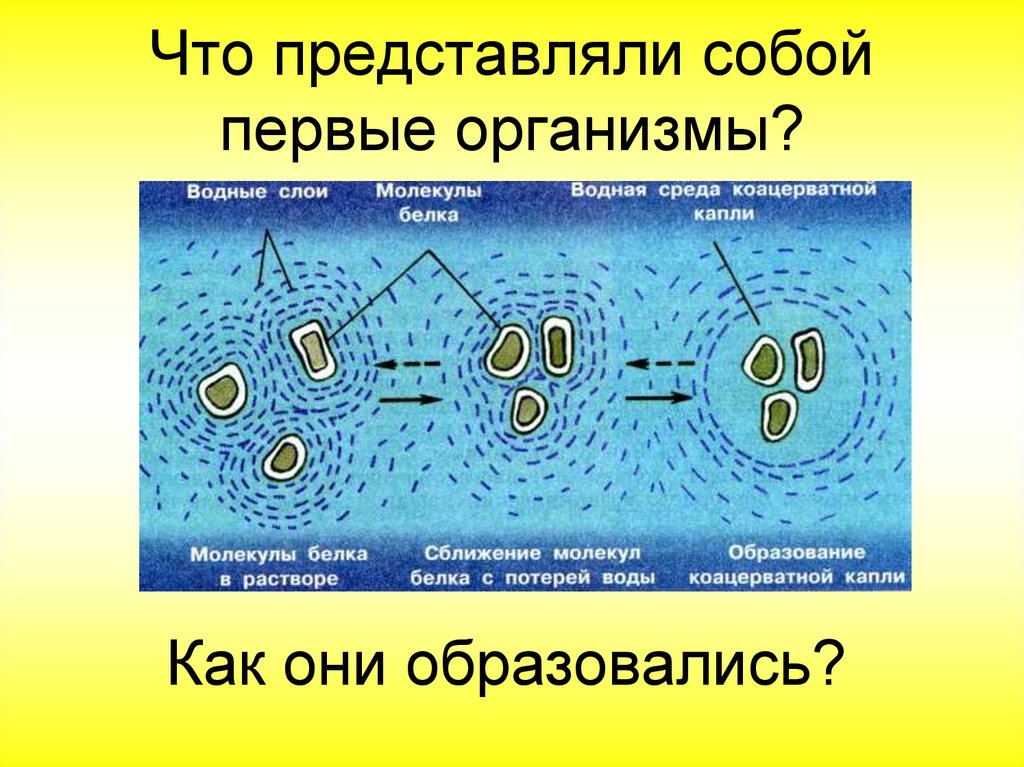 Что представляют собой организмы какие. Что представляли собой первые организмы. Образование полимеров и коацерватов. Что представляют собой организмы. Образование биологических полимеров и коацерватов схема.