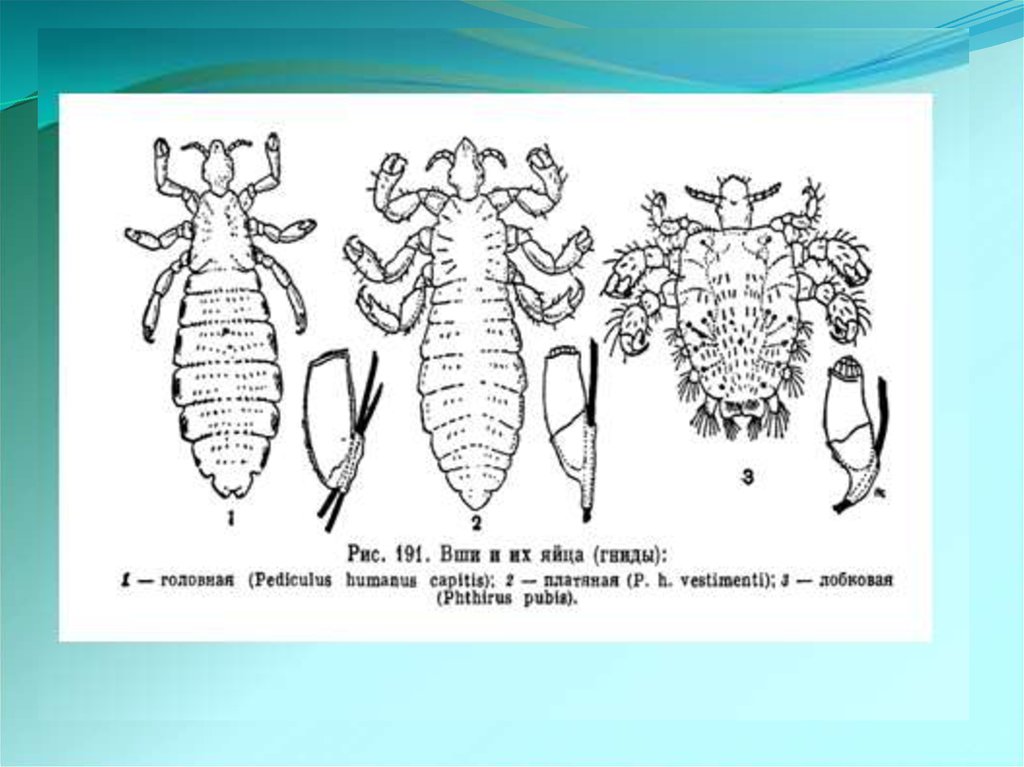 Схема развития pediculus humanus capitis