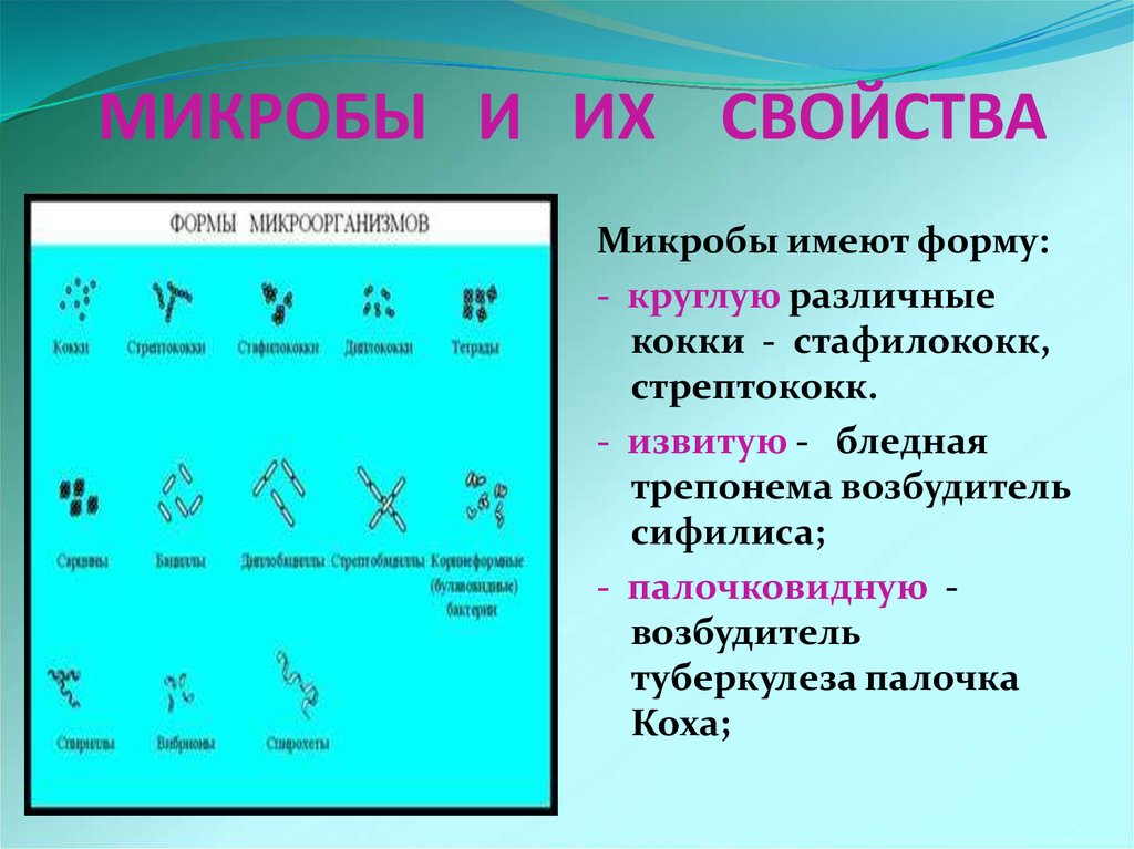 Свойства бактерий. Микроорганизмы список. Возбудитель туберкулеза кокки. Бактерии имеющую круглую форму. Каталог микроорганизмов.