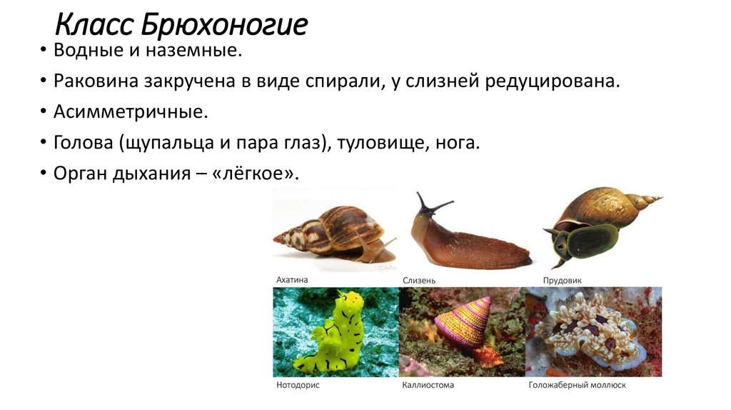 Три примера животных относящихся к моллюскам. Брюхоногие моллюски представители. Класс брюхоногие представители. Брюхоногие моллюски таблица. Многообразие брюхоногих.
