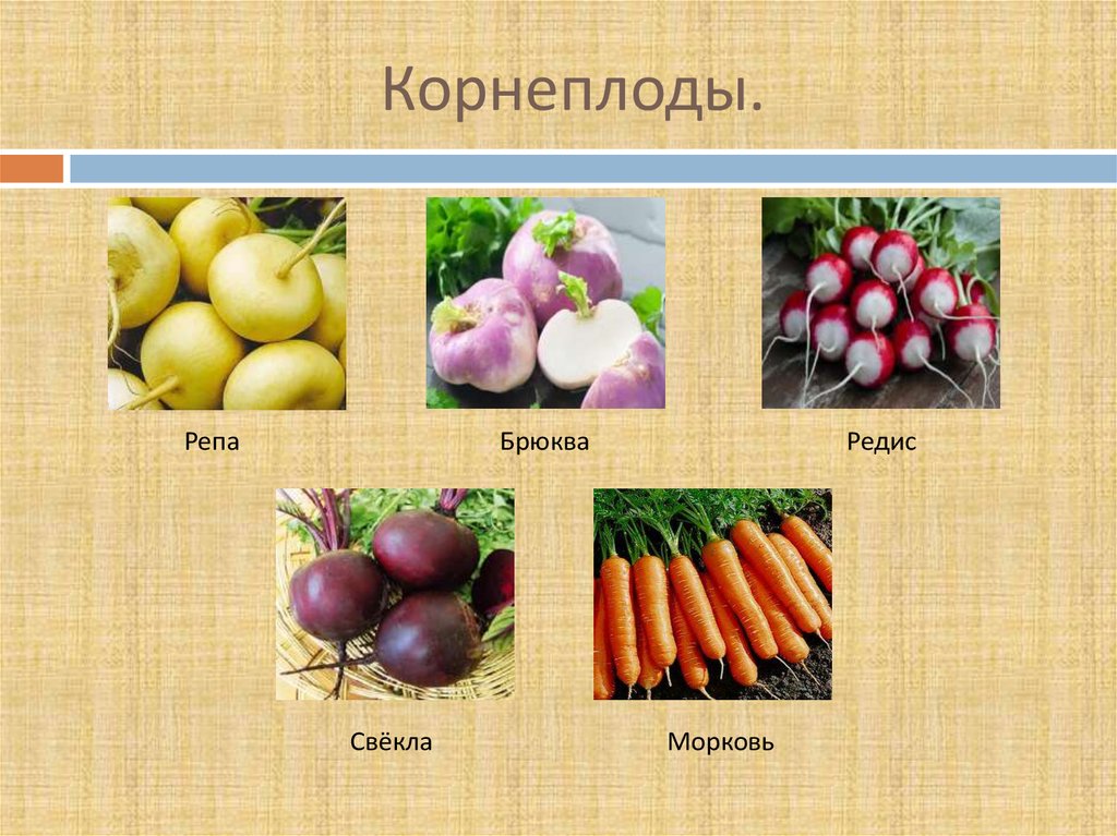 Виды корнеплодов. Корнеплоды список овощей. Обработка корнеплодов овощей. Корнеплоды презентация.