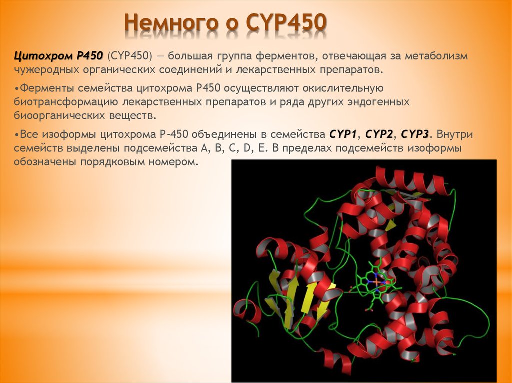 Ферменты п