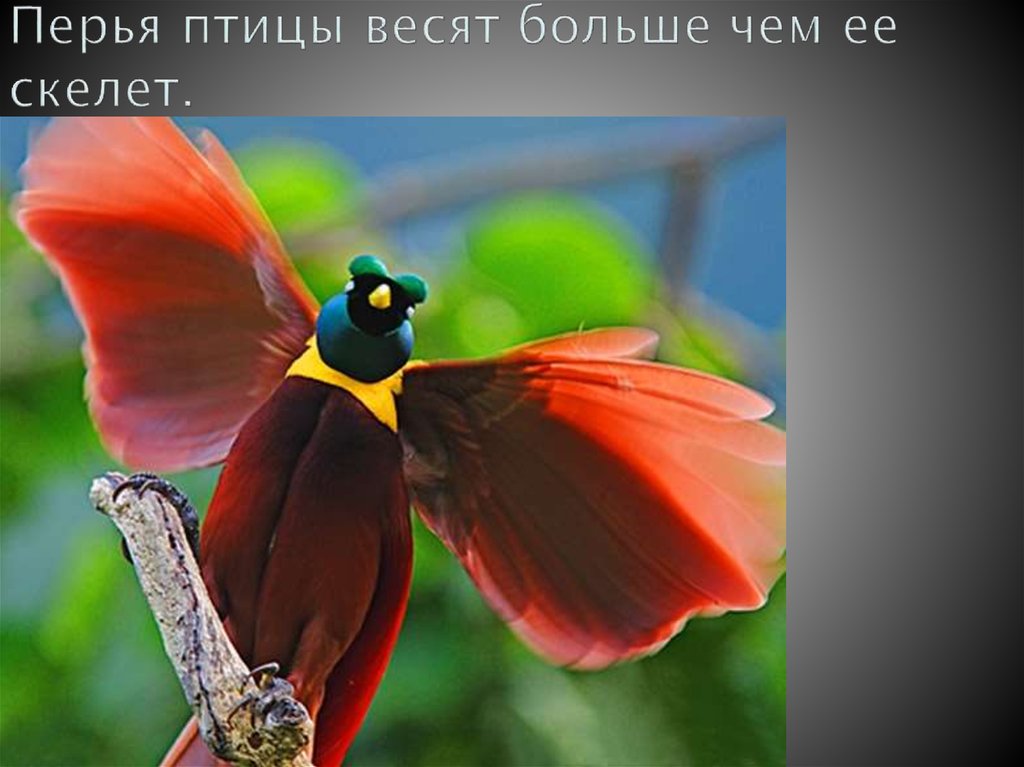 Перья птицы весят больше чем ее скелет.