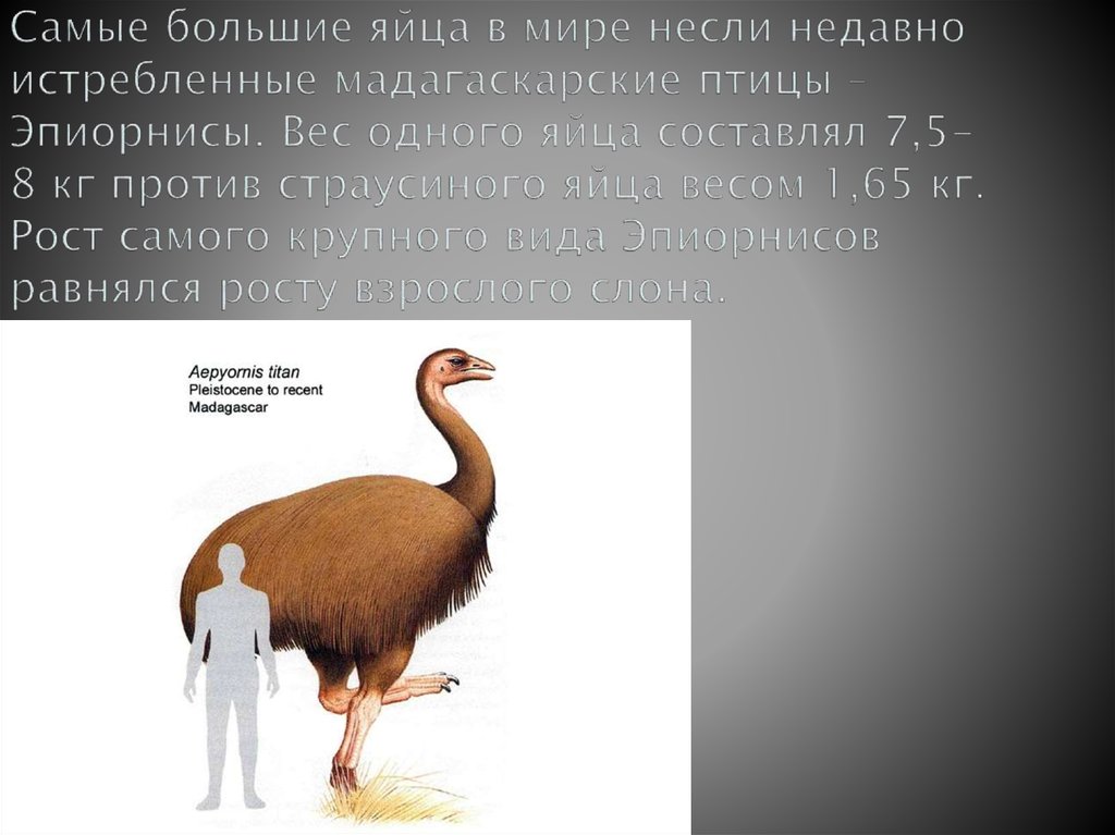 Самые большие яйца в мире несли недавно истребленные мадагаскарские птицы – Эпиорнисы. Вес одного яйца составлял 7,5-8 кг